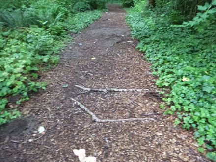Small tree roots cross the main trail in several locations